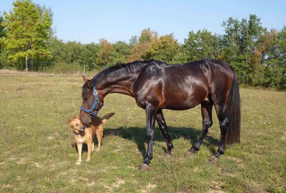 Horses Are Like Dogs