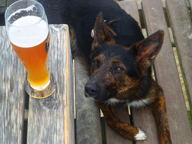 dog-friendly brewery in Holland